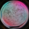 microcrystals_col